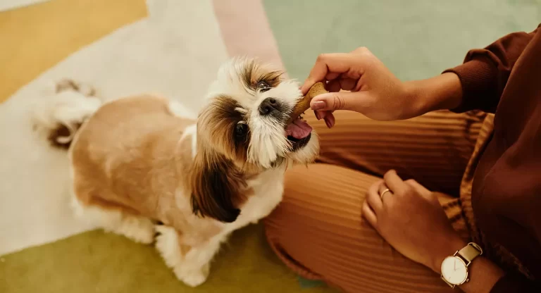 Beneficios de los alimentos y snacks especializados en la salud animal