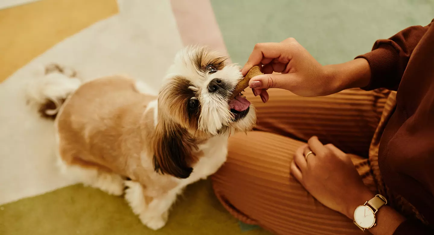 Beneficios de los alimentos y snacks especializados en la salud animal