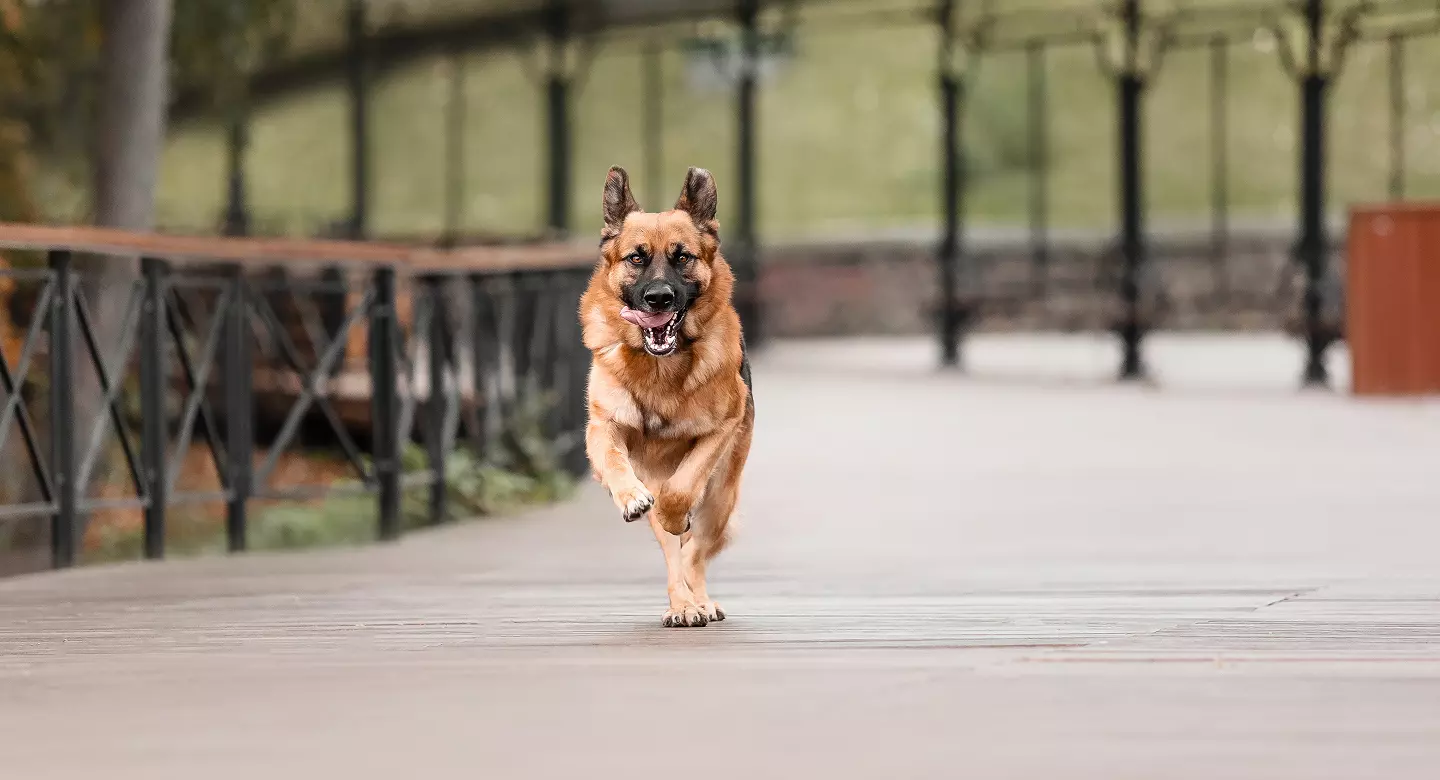 condroprotectores-salud-articular-perros-gatos