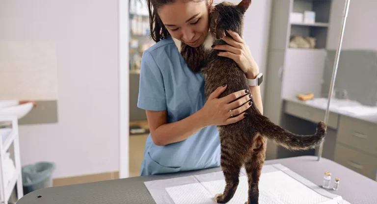 Agosto_ ¡El mes de los gatos! Cuida su salud articular y urinaria