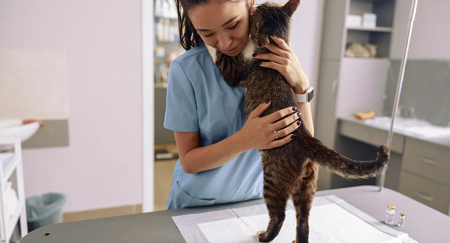 Agosto_ ¡El mes de los gatos! Cuida su salud articular y urinaria