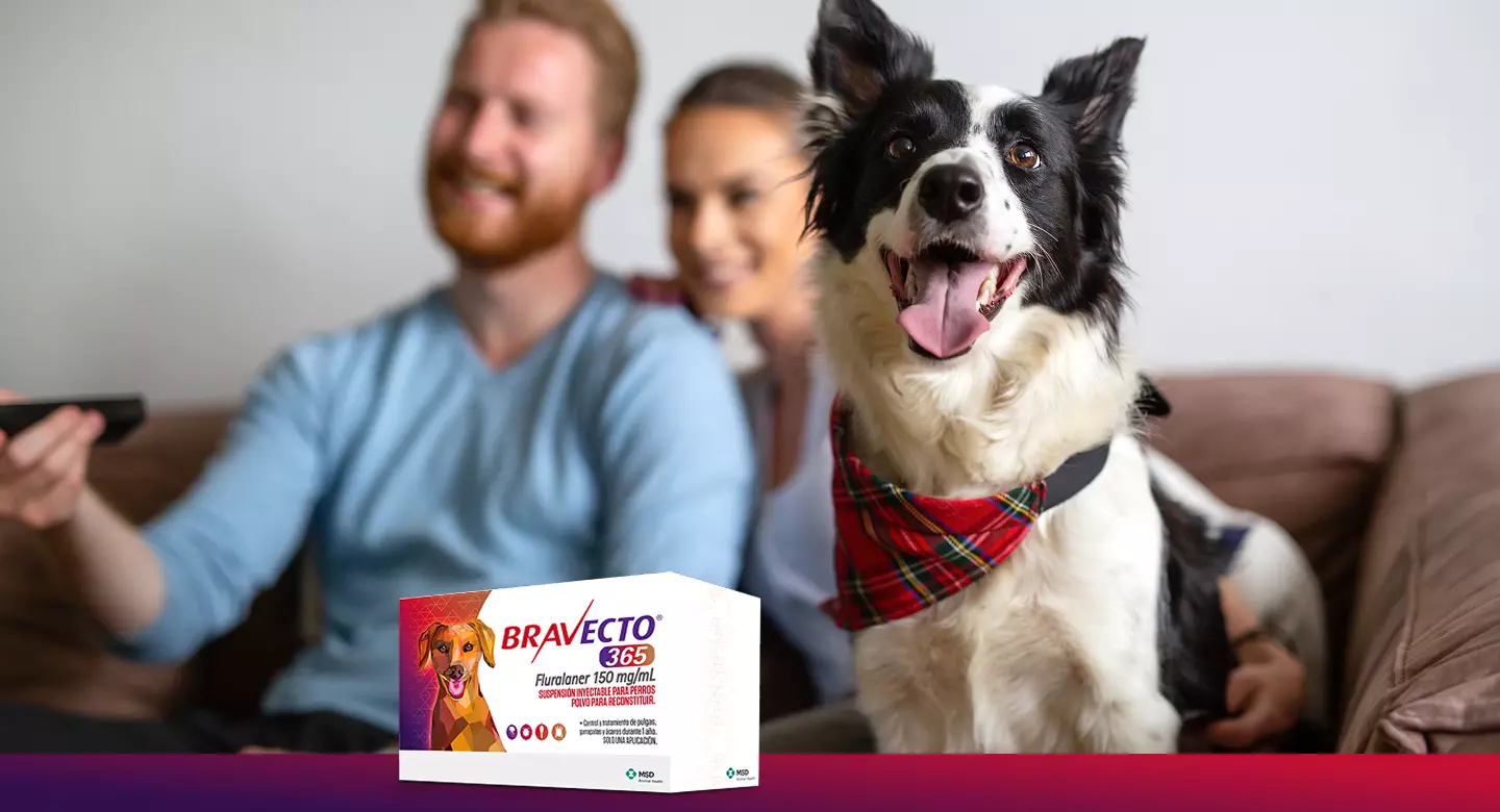 Bravecto® 365_ la primera inyección anual contra pulgas y garrapatas en perros