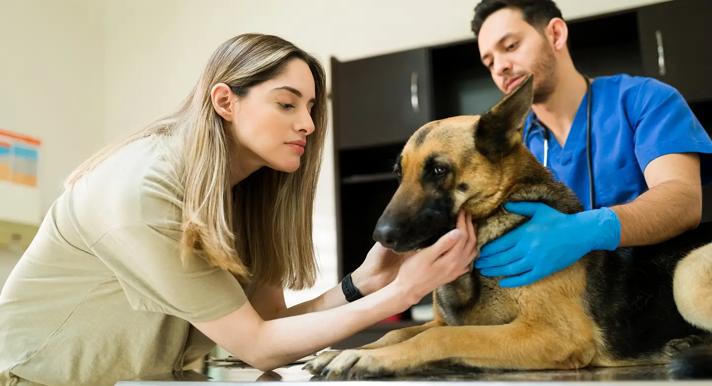 cuándo tu perro necesita atención veterinaria